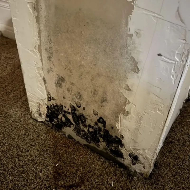 Professional Mold Removal in Byhalia, MS